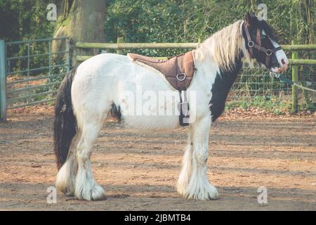 Profil du cheval de traction de l'épi de gitan piébald Banque D'Images