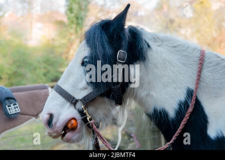 Profil de la gitane piebald tirant de cheval tirant manger une carotte Banque D'Images