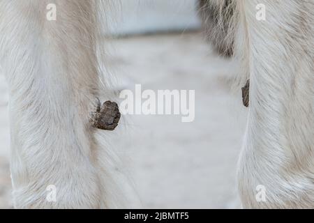 Gros orteil de callosité de châtaignier sur les jambes d'un cheval gitan à tirant d'épis Banque D'Images