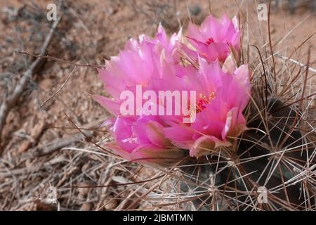 Photo détaillée de fleurs de cactus à petits hameçon, sclerocactus parviflorus, dans le parc national d'Arches, Utah, États-Unis. Rose, fleurs violettes et Banque D'Images