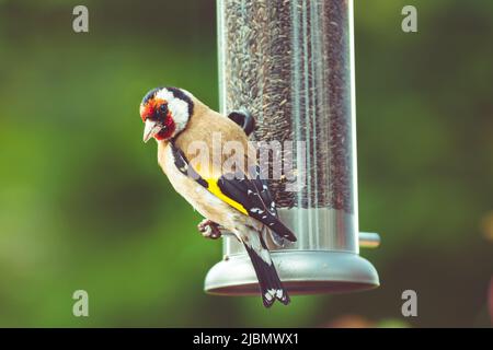 Magnifique goldfinch regardant la caméra perchée sur le chargeur de tube de semences de nyjer Banque D'Images