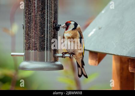 Goldfinch mangeant et perchée sur le chargeur de tubes de semences de nyjer Banque D'Images