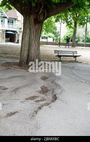 Bath, Somerset, Angleterre, 26 mai 2022, les racines des arbres ont fait un pavé très traître. Banque D'Images