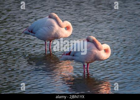 Gros plan de deux grands Flamingos (Phoenicopterus roseus) dormant dans la Camargue, Bouches du Rhône, Sud de la France Banque D'Images