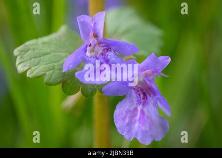 Gros plan de la fleur d'une lierre terrestre (Glechoma hederacea, Lamiaceae) qui pousse dans un jardin à Vienne (Autriche) Banque D'Images