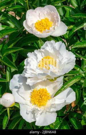 Blanc, Paeonia lactiflora 'Krinkled White', jardin, pivoine, pivoines, fleurs, fleurs Banque D'Images