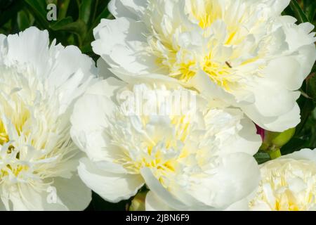 Paeonia lactiflora 'brides Dream', blanc, pivoine, pétales, Paeonia, Décoratif, fleurs, ornemental Banque D'Images