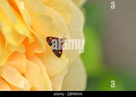 Moth à la menthe (pyrausta aurata) sur une rose de jardin Banque D'Images