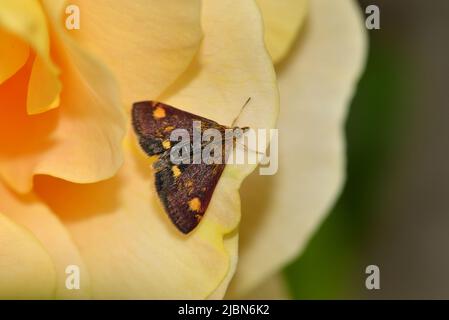 Moth à la menthe (pyrausta aurata) sur une rose de jardin Banque D'Images