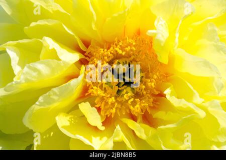 Fleur jaune avec centre orange Itoh pivoine 'Bartzella' Paeonia intersectionnelle, fleur en gros plan Banque D'Images