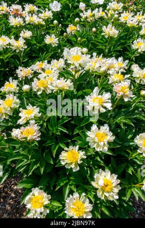 Peony 'Green Lotus', Paeonia lactiflora, Peonies, Herbacé, Paeonia, Pivoine, jardin, fleurs blanches avec centre jaune dans jardin Banque D'Images