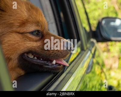 chien dans la voiture. Race de chien Spitz. Le chien regarde la fenêtre. Banque D'Images
