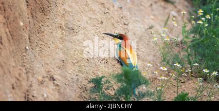 L'européen Bee-eater se trouve et cherche un terrier, le meilleur pohoto Banque D'Images