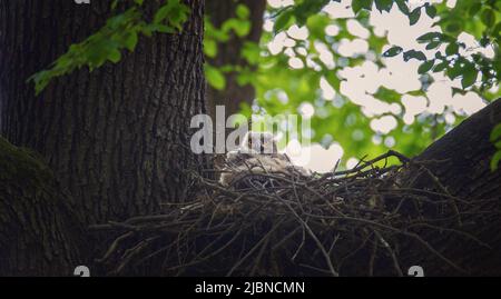 Une grande hibou d'aigle eurasien Bubo Bubo bustard Chick est assis dans un nid et attend que ses parents la prennent, la meilleure photo Banque D'Images