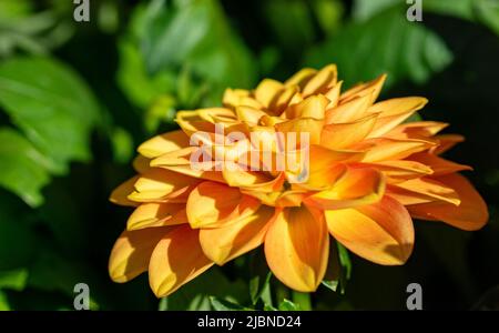 un gros plan sur l'image d'une fleur de dahlia de jardin jaune en fleur avec fond de feuille verte Banque D'Images