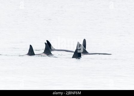 Orca ou Killer Whale, Orcinus orca, gousse de 6 animaux nageant en mer au large de Lochmady, Écosse, Royaume-Uni, 28 mai 2022 Banque D'Images