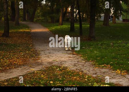 Chèvre sur la nature automne fond. Curieux joyeux pâturage de chèvre sur une pelouse verte herbacée. Symbole PET de l'année dans le calendrier cyclique chinois. Banque D'Images