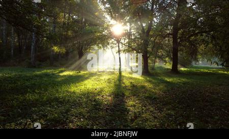 Le matin de l'été, le soleil brille à travers les branches vertes des arbres dans la forêt. Magnifique fond naturel. Écologie, protection de l'environnement, réchauffement de la planète, changement climatique Banque D'Images