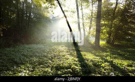 Le matin de l'été, le soleil brille à travers les branches vertes des arbres dans la forêt. Magnifique fond naturel. Écologie, protection de l'environnement, réchauffement de la planète, changement climatique Banque D'Images