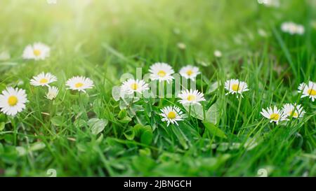 Magnifique arrière-plan large avec des fleurs de pâquerette qui poussent parmi l'herbe verte Banque D'Images