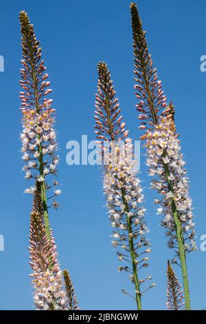 Pic de fleurs, Eremurus robustus, lys de renards, bougie de désert, Eremurus, Fleur, pointes, nénuphars, fleurs, vivaces Banque D'Images