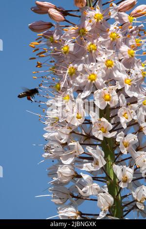 Abeille européenne, abeille volant à la fleur, Eremurus robustus, Lily de queue de boeuf, Desert Candle Bee fleur d'été Banque D'Images