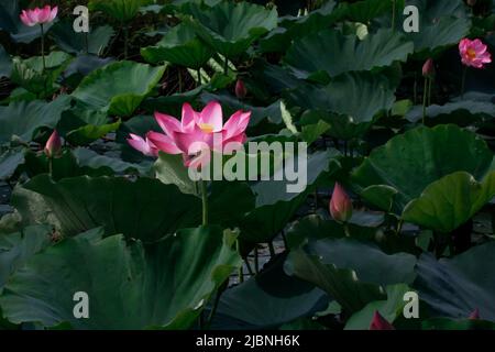 Vue rapprochée d'une fleur de lotus sacrée pleine de fleurs dans l'étang, ville de Hue, Vietnam Banque D'Images