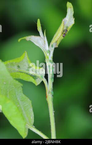 Rhopalosiphum oxyacanthae. (R. insertum) la colonnie des pucerons du pommier a causé la déformation de jeunes feuilles au sommet des pousses de pommiers dans le jardin. Banque D'Images