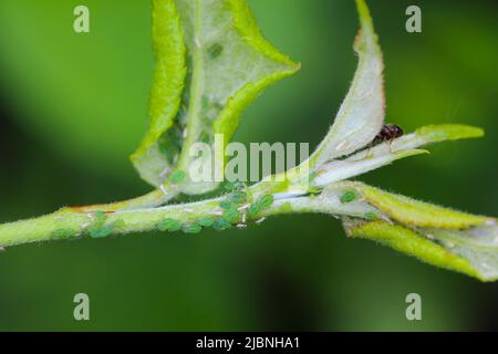 Rhopalosiphum oxyacanthae. (R. insertum) la colonnie des pucerons du pommier a causé la déformation de jeunes feuilles au sommet des pousses de pommiers dans le jardin. Banque D'Images