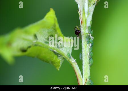 Rhopalosiphum oxyacanthae. (R. insertum) la colonnie des pucerons du pommier a causé la déformation de jeunes feuilles au sommet des pousses de pommiers dans le jardin. Banque D'Images