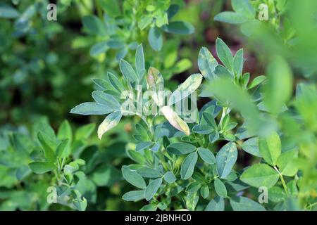 Maladie de la luzerne (Medicago sativa), jaunissement des feuilles sur la récolte. Banque D'Images