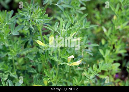 Maladie de la luzerne (Medicago sativa), jaunissement des feuilles sur la récolte. Banque D'Images