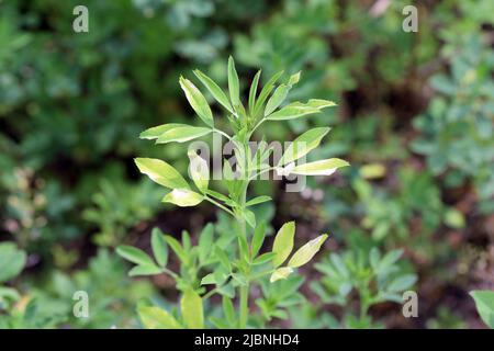 Maladie de la luzerne (Medicago sativa), jaunissement des feuilles sur la récolte. Banque D'Images