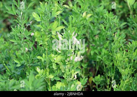 Maladie de la luzerne (Medicago sativa), jaunissement des feuilles sur la récolte. Banque D'Images