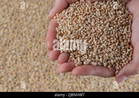 Crise du blé, manque de céréales et de cultures. Grains de blé dans la main, contre le fond du grenier. Le concept de la crise alimentaire mondiale Banque D'Images