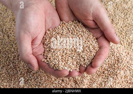 Crise du blé, manque de céréales et de cultures. Grains de blé dans la main, contre le fond du grenier. Le concept de la crise alimentaire mondiale Banque D'Images