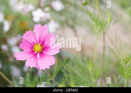 Cosmos bipinnatus fleur. Banque D'Images