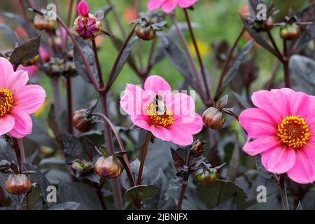 Buff Blebee à queue sur un Dahlia rose Banque D'Images