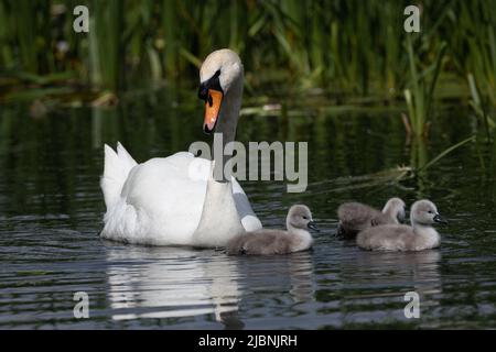 Son cygne magique et ses trois minuscules signes pour nager Banque D'Images