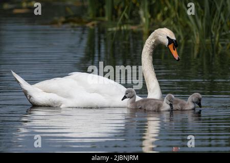 Son cygne magique et ses trois minuscules signes pour nager Banque D'Images