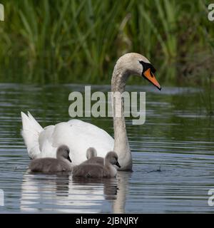 Son cygne magique et ses trois minuscules signes pour nager Banque D'Images