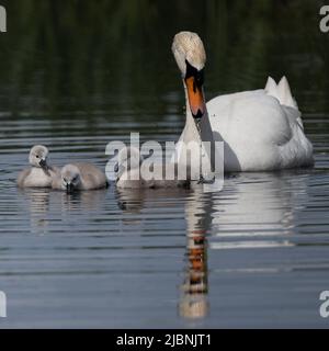 Son cygne magique et ses trois minuscules signes pour nager Banque D'Images