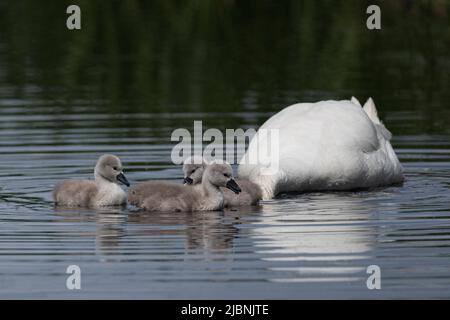 Muet cygne à la recherche de nourriture sous l'eau avec ses trois minuscules signets Banque D'Images