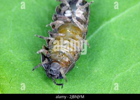 Gros plan d'une espèce de woudlase, Porcellio spinicornis. Banque D'Images