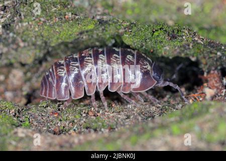 Gros plan d'une espèce de woudlase, Porcellio spinicornis. Banque D'Images