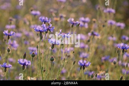 Noitzsch, Allemagne. 07th juin 2022. Des fleurs de maïs poussent au bord d'un champ dans le nord de la Saxe. Au cours des prochains jours, les météorologues s'attendent à un climat agréable au début de l'été, avec un mélange de soleil et de nuages pour l'Allemagne centrale. Credit: Sebastian Willnow/dpa/Alay Live News Banque D'Images