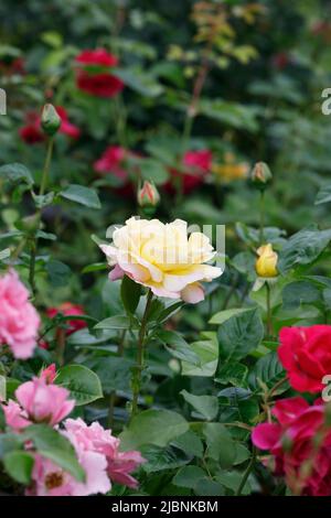 Rose jaune dans un jardin de roses anglais. Banque D'Images