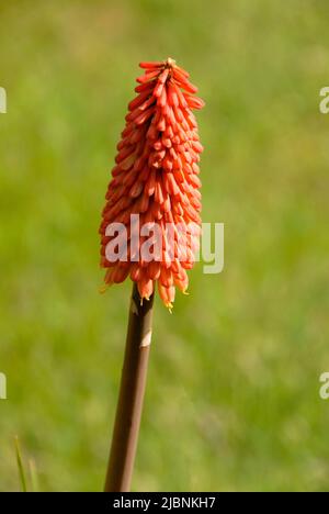 Spécimen Red Hot Poker, Kniphofia au soleil, Kent, Angleterre Banque D'Images