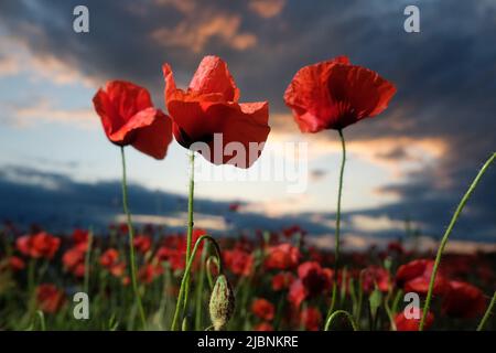 Noitzsch, Allemagne. 07th juin 2022. Les coquelicots de maïs poussent au bord d'un champ dans le nord de la Saxe alors que le soleil se couche en arrière-plan. Au cours des prochains jours, les météorologues s'attendent à un climat agréable au début de l'été, avec un mélange de soleil et de nuages pour l'Allemagne centrale. Credit: Sebastian Willnow/dpa/Alay Live News Banque D'Images