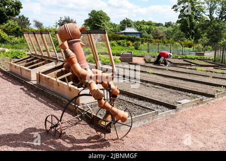 Jardinier travaillant sur les lits de légumes au jardin clos de Dumfries House, près de Cumnock, Ayrshire, Écosse, Royaume-Uni avec une statue en terre cuite sur un fer forgé Banque D'Images